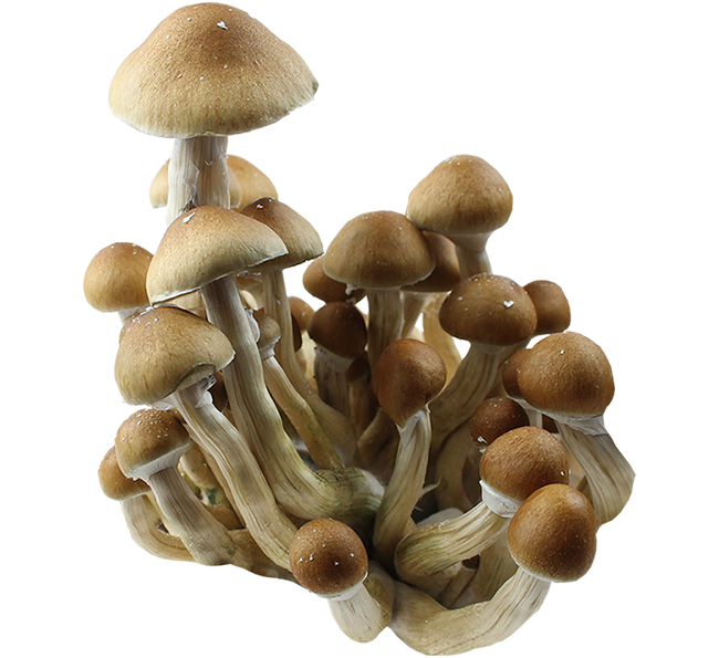 Psilocybe Cubensis Mckennaii Spores Print